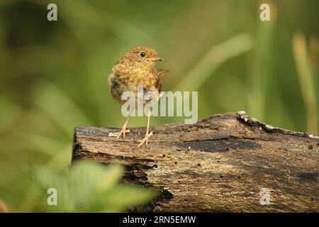 Europäische robine (Erithacus rubecula) fledgling, Allgaeu, Bayern, Deutschland Stockfoto