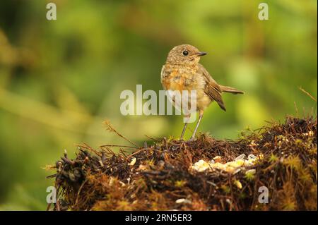 Europäische robine (Erithacus rubecula), die sich bei der Sommerfütterung anlegt, Allgaeu, Bayern, Deutschland Stockfoto