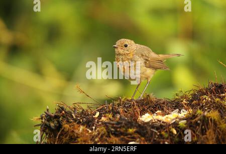 Europäische robine (Erithacus rubecula), die sich bei der Sommerfütterung anlegt, Allgaeu, Bayern, Deutschland Stockfoto