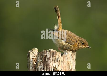 Europäische robine (Erithacus rubecula) fledgling, Allgaeu, Bayern, Deutschland Stockfoto