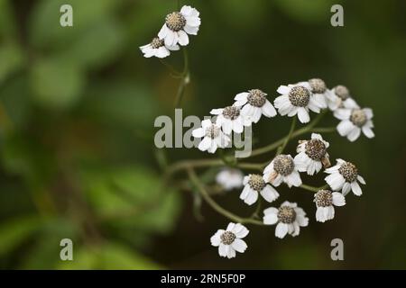 Marschgarbe (Achillea ptarmica), Emsland, Niedersachsen, Deutschland Stockfoto