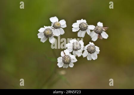 Marschgarbe (Achillea ptarmica), Emsland, Niedersachsen, Deutschland Stockfoto