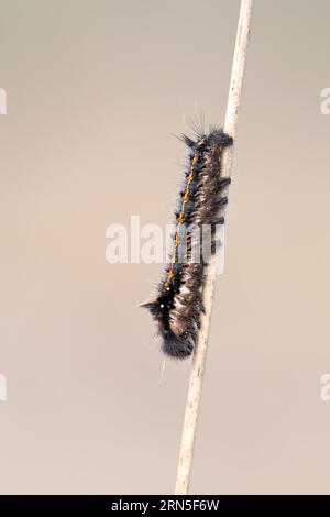 Trinkmotte (Euthrix potatoria), raupe auf Stiel im Moor von der Seite, Niedersachsen, Deutschland Stockfoto