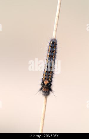 Trinkmotte (Euthrix potatoria), raupe auf Stiel im Moor von oben, Niedersachsen, Deutschland Stockfoto