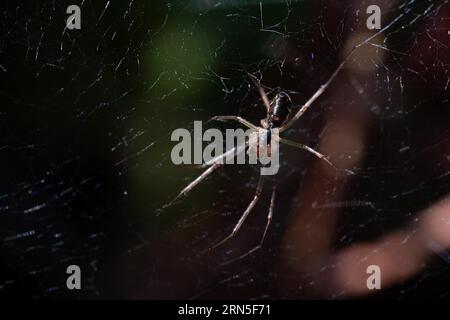 Baldachinspinne (Linyphiidae), Spinne im Netz von oben, Wurzacher Ried, Baden-Württemberg, Deutschland Stockfoto