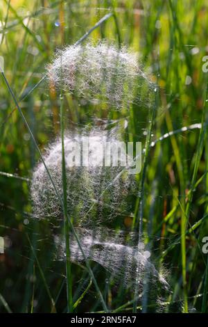 Leinweber (Linyphiidae), Netze im Licht der Morgensonne, Wurzacher Ried, Baden-Württemberg, Deutschland Stockfoto