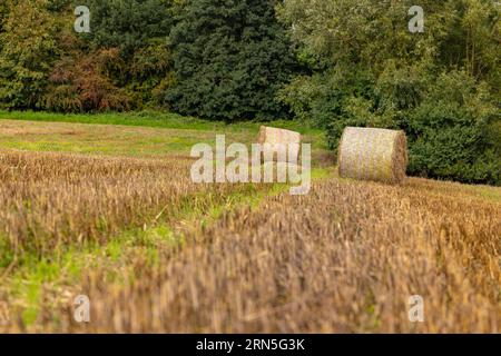 Zwei Heuballen auf einem landwirtschaftlichen Feld vor grünen Bäumen im Hintergrund Stockfoto