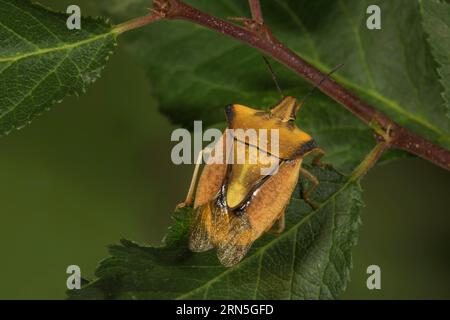 Baumkäfer (Carpocoris fuscispinus) auf einem Blatt, Baden-Württemberg, Deutschland Stockfoto