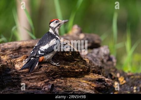 Toller Fleckenspecht (Dendrocopus Major) juv. Ungarn Stockfoto