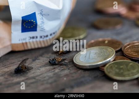 Stillleben, tote Fliegen liegen zwischen Euro-Banknoten und Euro-Münzen auf einem Holztisch, Köln, Nordrhein-Westfalen, Deutschland Stockfoto