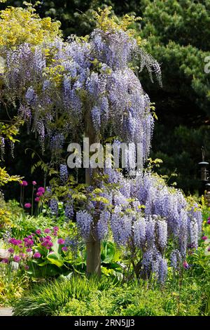 Japanische Blaurebe (Wisteria floribunda Varietät Blue Dream), auch Glyzinien, Kletterpflanze, Hamburg, Deutschland Stockfoto