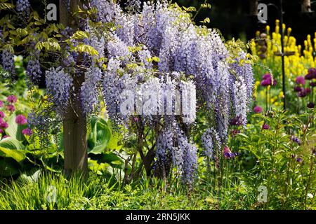 Japanische Blaurebe (Wisteria floribunda Varietät Blue Dream), auch Glyzinien, Kletterpflanze, Hamburg, Deutschland Stockfoto