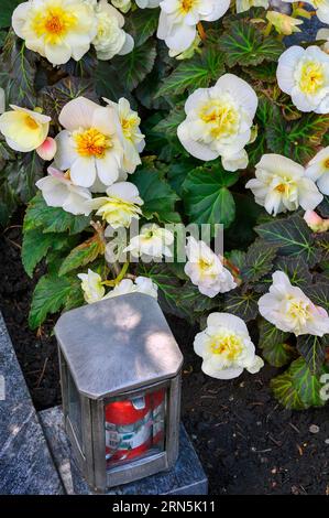 Grabschmuck mit tuberösen Begonien (Begonia-Tuberhybrida) und Grablicht, evangelischer Friedhof -unter der Burghalde-, Kempten, Allgaeu Stockfoto