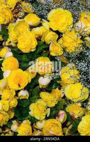 Tuberöse Begonia Begonia x tuberhybrida, Allgaeu, Bayern, Deutschland Stockfoto