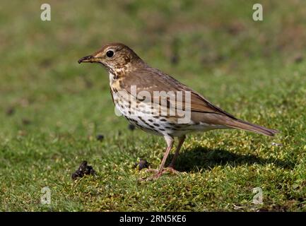 Singdrossel (Turdus philomelos) Erwachsener, der auf Kurzgras sucht Eccles-on-Sea, Norfolk, UK. April Stockfoto