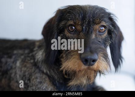 Rauhhaariger Dackel (Canis lupus familiaris), männlich, 2 Jahre, Tierporträt, Stuttgart, Baden-Württemberg, Deutschland Stockfoto