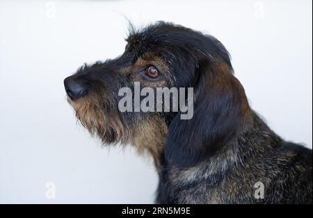 Rauhhaariger Dackel (Canis lupus familiaris), männlich, 2 Jahre, Tierporträt, Stuttgart, Baden-Württemberg, Deutschland Stockfoto