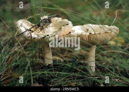 Pilze im Waldhintergrund des Grases Stockfoto