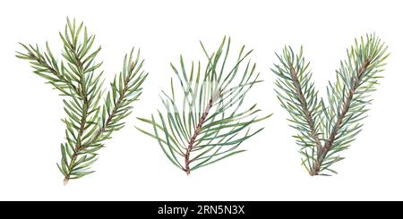 Aquarell Weihnachtsfichte, Tanne, Kiefer Zweige. Immergrüne Pflanze. Botanische Illustration eines grünen, üppigen Zweigs, isoliert auf weiß. Für Winterpostkarte Stockfoto