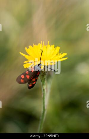 Six-Spot burnet (Zygaena filipendulae), Schweiz Stockfoto