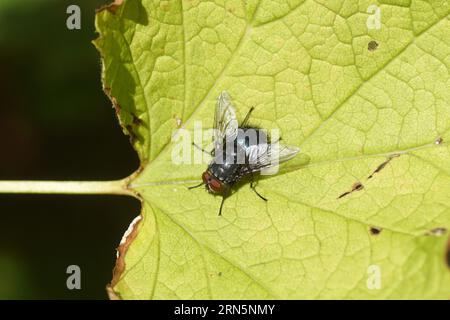 Close-up orange-bärtige blaue Flasche, Calliphora vomitoria. Familienblattfliegen (Calliphoridae). Auf einem Johannisbeerblatt. Holländischer Garten. Sommer, August Stockfoto