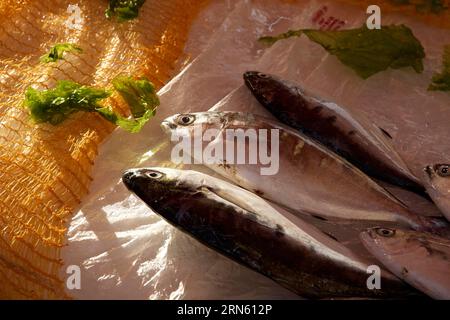 3 Fische nebeneinander auf Theke, Makro, Märkte, Open Air, Palermo, Hauptstadt, Sizilien, Italien Stockfoto