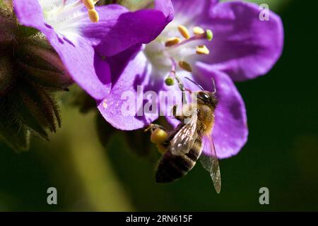 Lila Blume, Biene, Makro, botanischer Garten, Villa Giukia, Palermo, Hauptstadt, Sizilien, Italien Stockfoto