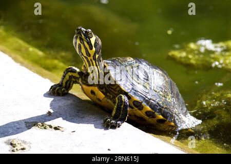 Verzierte Schildkröte (auritus testudines), nahe, gelb gestreifte Hälse, Teich, Botanischer Garten, Villa Giulia, Palermo, Hauptstadt, Sizilien, Italien Stockfoto