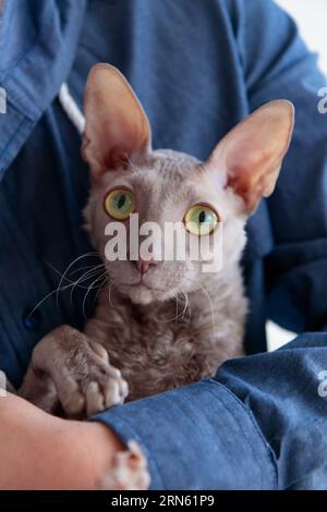 Die süße cornish rex Katze sitzt an den Händen der Männer Stockfoto