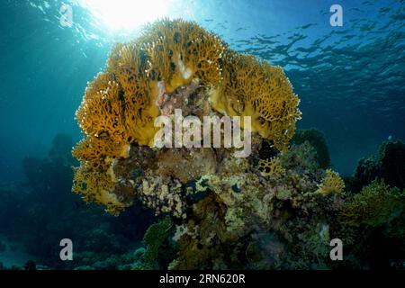 Mesh Fire Coral, Net Fire Coral (Millepora dichotoma) im Hintergrund, Tauchplatz House Reef, Mangrove Bay, El Quesir, Rotes Meer, Ägypten Stockfoto