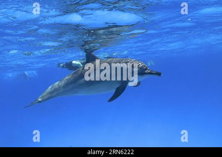 Spinnerdelfin (Stenella longirostris), Spinnerdelfin, Spinnerdelfin, Schnorchler im Hintergrund, Tauchplatz am Sataya Reef, Delfinhaus, Rot Stockfoto