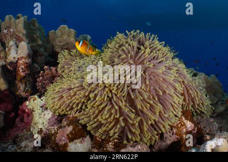 Herrliche Seeanemone (Heteractis Magnifica) und Rotmeer-Clownfisch (Amphiprion bicinctus), gefährlicher Tauchplatz am Riff, St. Johns Reef, St. Johns Stockfoto