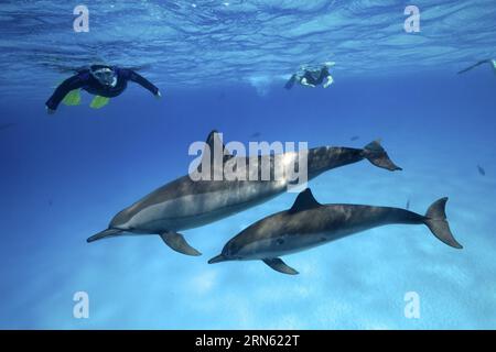 Schnorchler beobachten 2 Exemplare, Mutter mit jung, von Spinnerdelfin (Stenella longirostris), Spinnerdelfin, Spinnerdelfin, Schnorchler Stockfoto