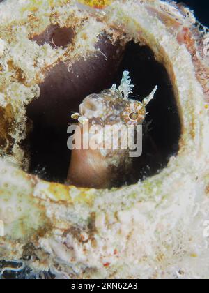 Ein Säbelzahnblenny (Petroscirtes mitratus) besiedelt einen Kunststoffkanister, Meeresmüll, einen Tauchplatz am House Reef, Mangrove Bay, El Quesir und das Rote Meer Stockfoto