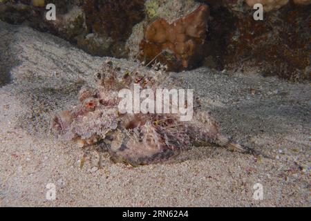 Red Sea Walkman Filament Devilfish (Inimicus filamentosus) Devilfish, Dive Site House Reef, Mangrove Bay, El Quesir, Red Sea, Ägypten Stockfoto