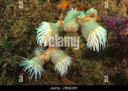 Tigeranemone, Gorgonian Wrapper (Nemanthus annamensis), Aliwal Shoal Tauchplatz, Umkomaas, KwaZulu Natal, Südafrika Stockfoto