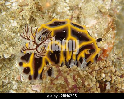 Sternschnecke südafrikanische Halgerda (Halgerda wasinensis), Tauchplatz im Sodwana Bay Nationalpark, Maputaland Marine Reserve, KwaZulu Natal, Südafrika Stockfoto