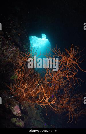 Schwarzdrahtkorallen (Antipathes dichotoma) in einer Höhle, Tauchplatz am St. Johns-Riff, St. Johns, Rotes Meer, Ägypten Stockfoto