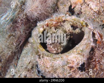 Ein Säbelzahnblenny (Petroscirtes mitratus) besiedelt einen Kunststoffkanister, Meeresmüll, einen Tauchplatz am House Reef, Mangrove Bay, El Quesir und das Rote Meer Stockfoto