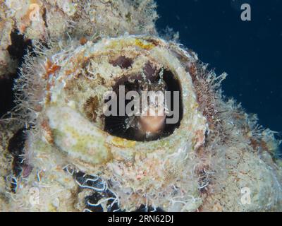 Ein Säbelzahnblenny (Petroscirtes mitratus) besiedelt einen Kunststoffkanister, Meeresmüll, einen Tauchplatz am House Reef, Mangrove Bay, El Quesir und das Rote Meer Stockfoto