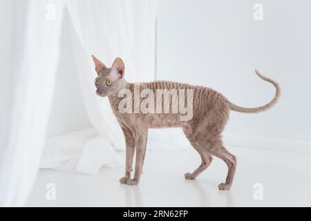 Niedliche kornische rex-Katze auf dem weißen Boden. Banner Stockfoto