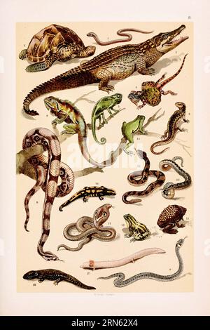 Vintage zoologische Illustration: Schildkröte, Nilotisches Krokodil, Chamäleon, Sandechse, Fliegender Drache, Iguana, langsamer Wurm, Boa Constrictor, beringte Schlange, VI Stockfoto