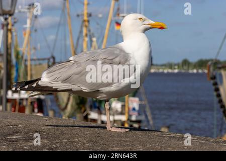 Europäische Heringsmöwe (Larus argentatus) steht an der Wand und Krabbenschneider im Hintergrund, Greetsiel, Ostfriesland, Nordsee, Niedersachsen Stockfoto