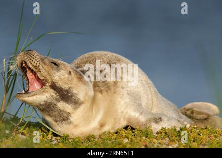 Seehunde (Phoca vitulina), Brülzer in den Dünen, juvenile, Nationalpark Niedersächsisches Wattenmeer, Niedersachsen, Deutschland Stockfoto