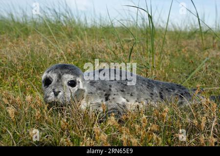 Seehunde (Phoca vitulina), Brülzer in den Dünen, juvenile, Nationalpark Niedersächsisches Wattenmeer, Niedersachsen, Deutschland Stockfoto