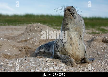 Seehunde (Phoca vitulina), Brülzer in den Dünen, juvenile, Nationalpark Niedersächsisches Wattenmeer, Niedersachsen, Deutschland Stockfoto