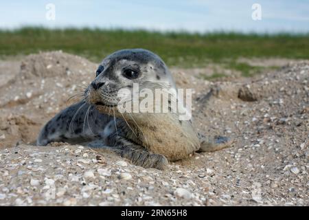 Seehunde (Phoca vitulina), Brülzer in den Dünen, juvenile, Nationalpark Niedersächsisches Wattenmeer, Niedersachsen, Deutschland Stockfoto