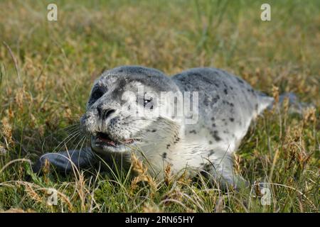 Seehunde (Phoca vitulina), Brülzer in den Dünen, juvenile, Nationalpark Niedersächsisches Wattenmeer, Niedersachsen, Deutschland Stockfoto