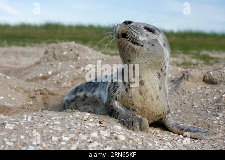 Seehunde (Phoca vitulina), Brülzer in den Dünen, juvenile, Nationalpark Niedersächsisches Wattenmeer, Niedersachsen, Deutschland Stockfoto