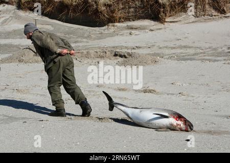 Schweinswal (Phocoena phocoena), toter Fund am Strand, Wiederfindung eines toten Fundes, Krankheitsprävention, Nationalpark Niedersächsisches Wattenmeer Stockfoto